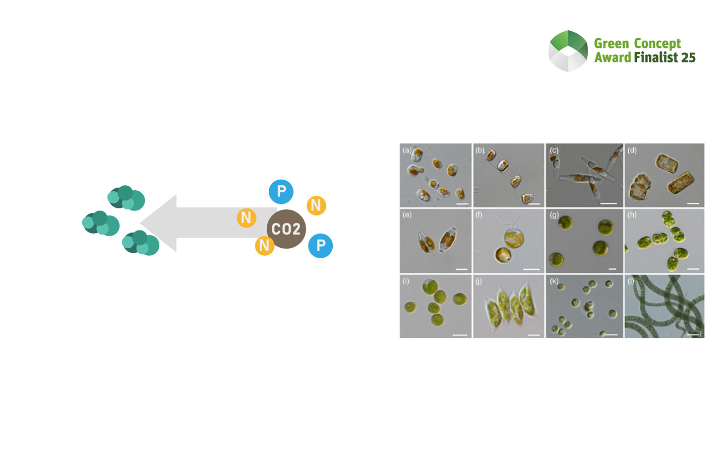 Self-sufficient fish fry farm